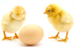 life cycle of a chicken
